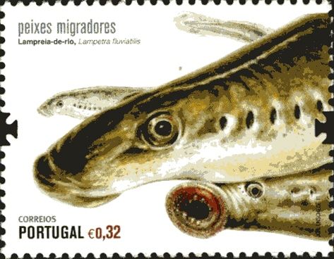 River Lamprey (Lampetra fluviatilis)
