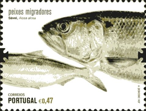Allis Shad (Alosa alosa)