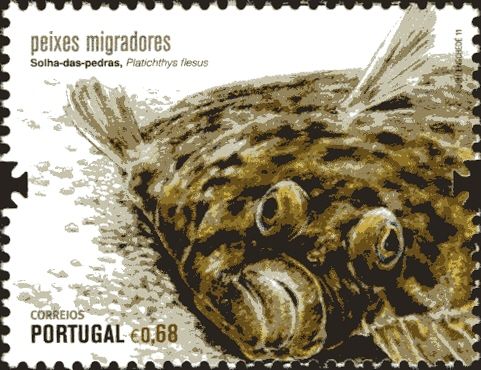 European Flounder (Platichthys flesus)