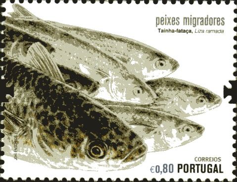 Thinlip Mullet (Liza ramada) 