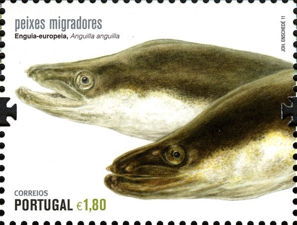 European Eel (Anguilla anguilla)