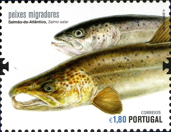 Atlantic Salmon (Salmo salar)