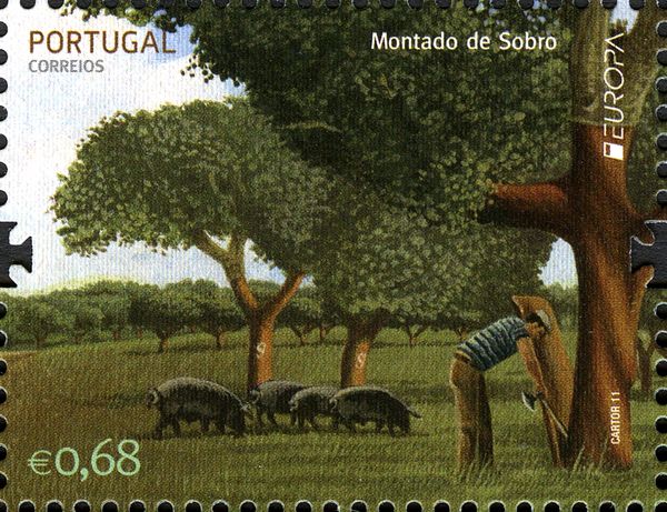 Domestic Pig (Sus scrofa domestica)