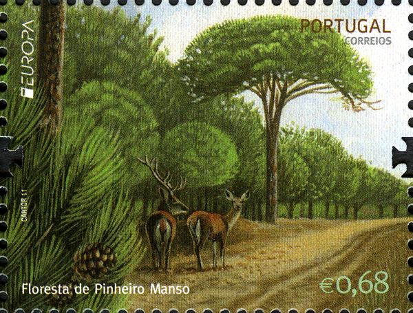 Red Deer (Cervus elaphus)