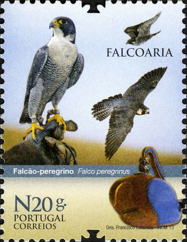 Peregrine Falcon (Falco peregrinus)