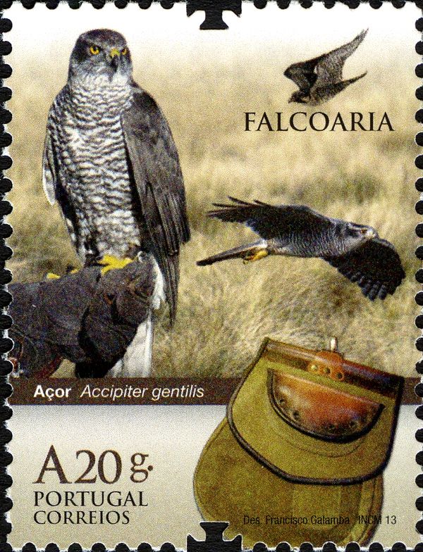 Northern Goshawk (Accipiter gentilis)