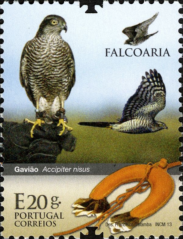 Sparrowhawk (Accipiter nisus)