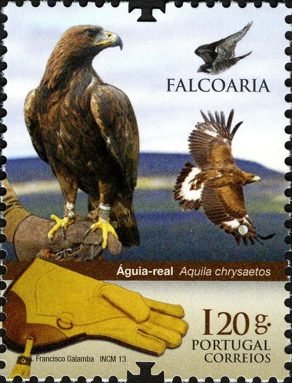Golden Eagle (Aquila chrysaetos)
