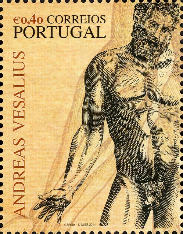 Andreas Vesalius - 500 Years - Male Nude