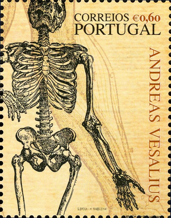 Andreas Vesalius - 500 Years - Skeletal System