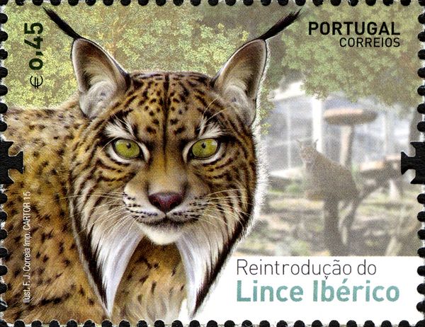 Iberian lynx (Lynx pardinus)
