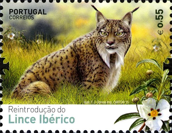 Iberian lynx (Lynx pardinus)
