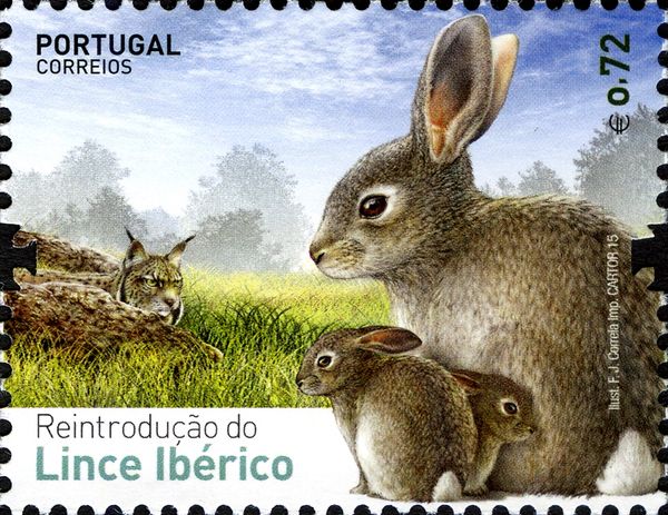 European Rabbit (Oryctolagus cuniculus), Iberian lynx (Lynx 