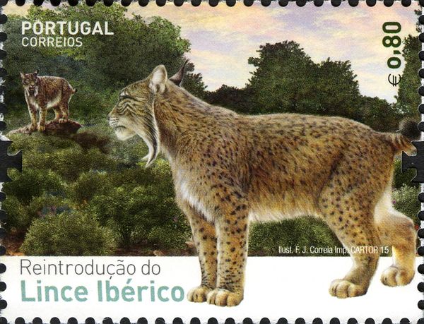 Iberian lynx (Lynx pardinus)