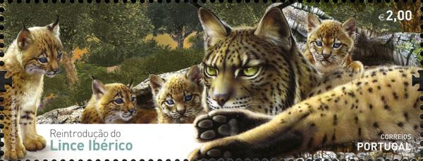 Iberian lynx (Lynx pardinus)
