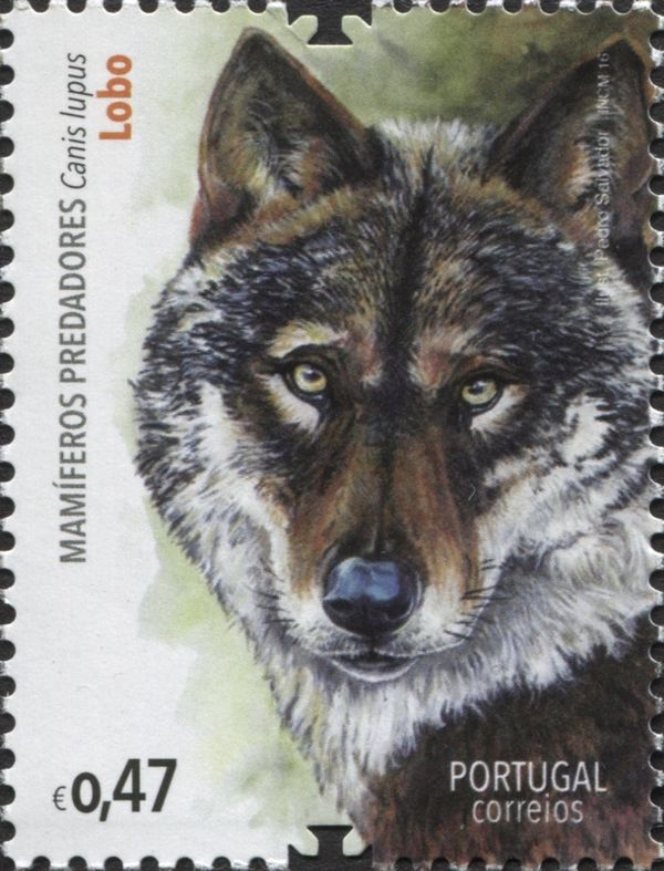 Wolf (Canis lupus)