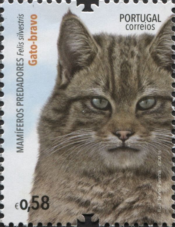 Wild cat (Felis silvestris)