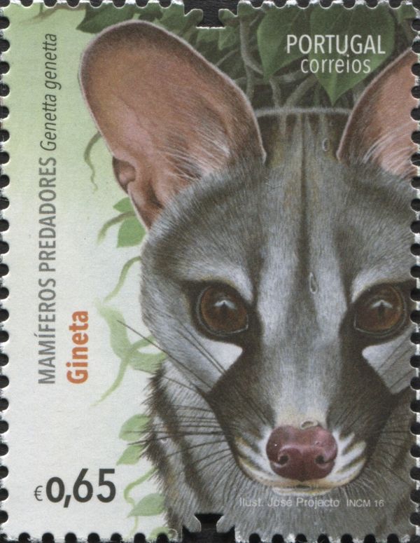 Small-spotted genet (Genetta genetta)