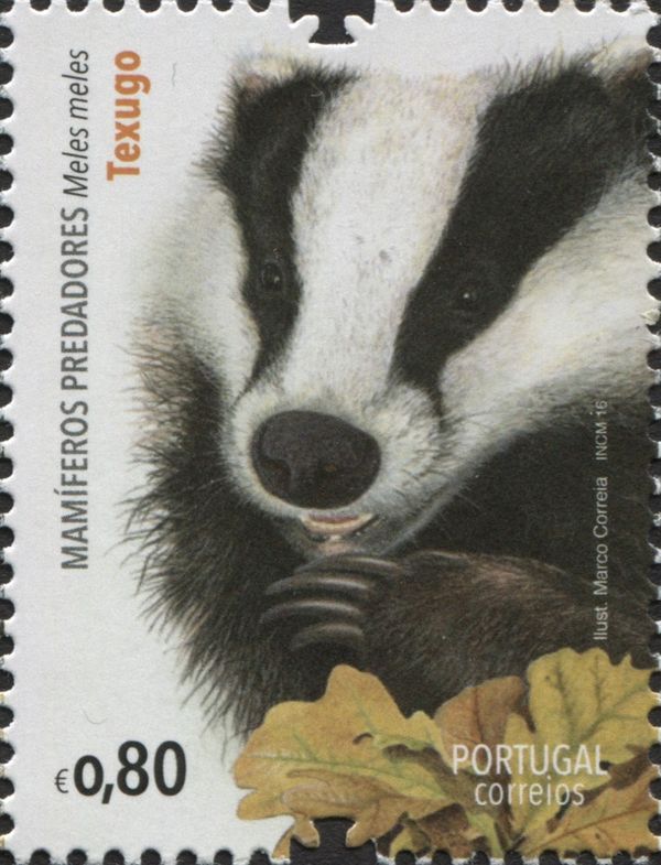 Eurasian badger (Meles meles)
