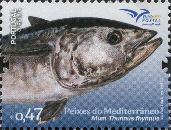 Thunnus thynnus