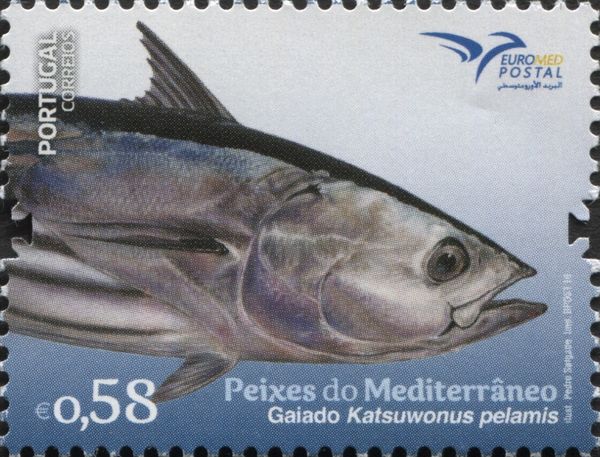 Katsuwonus pelamis
