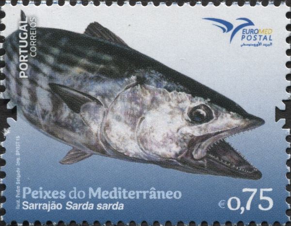Sarda sarda