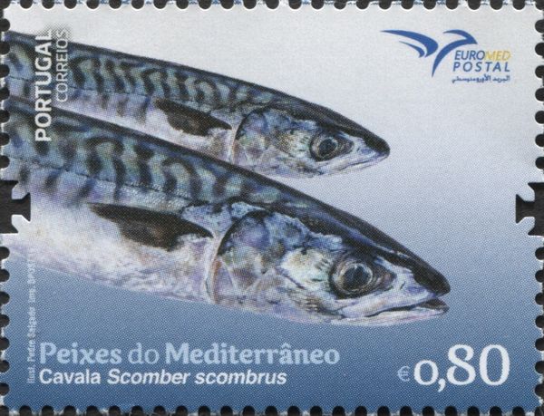 Scomber scombrus