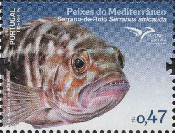 Serranus atricauda