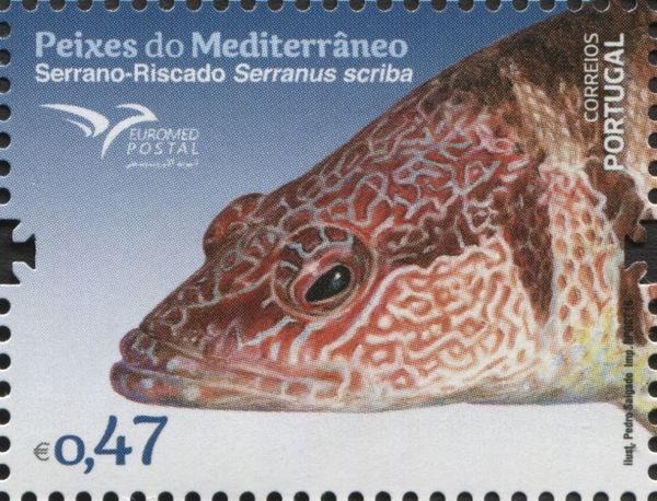 Serranus scriba