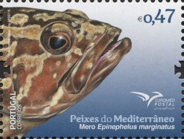 Epinephelus marginatus