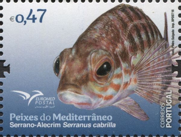 Serranus cabrilla