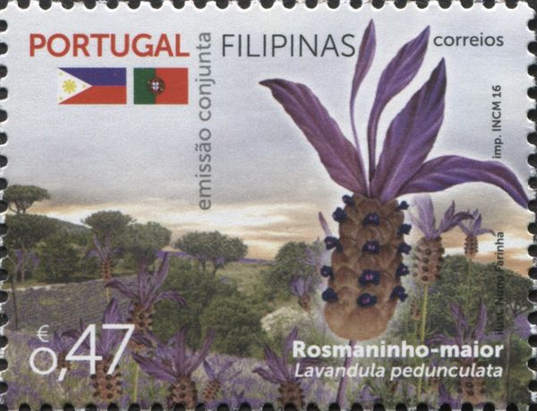 Lavender (Lavandula pedunculata)