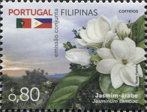Jasmin (Jasminum sambac)