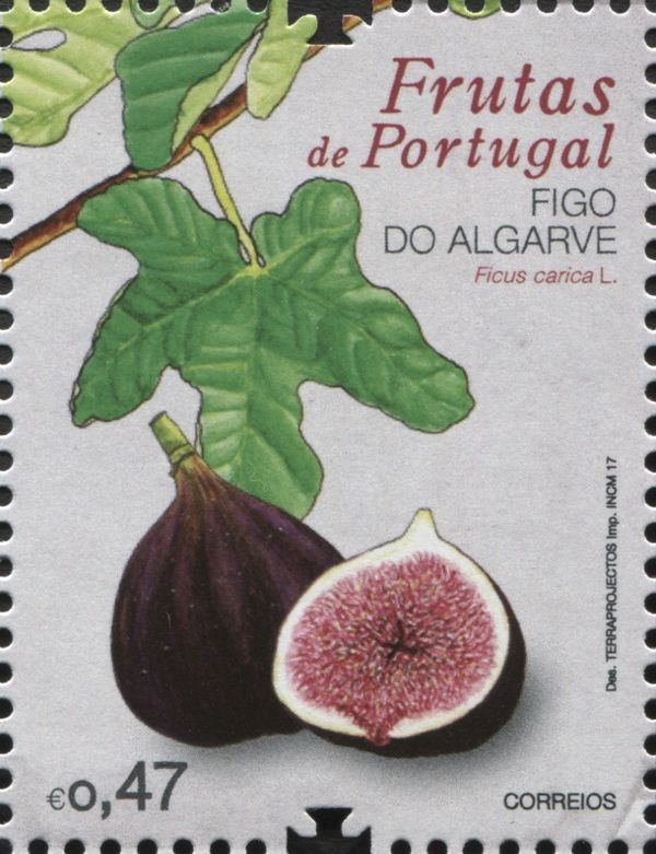 Algarve Fig (Ficus carica)