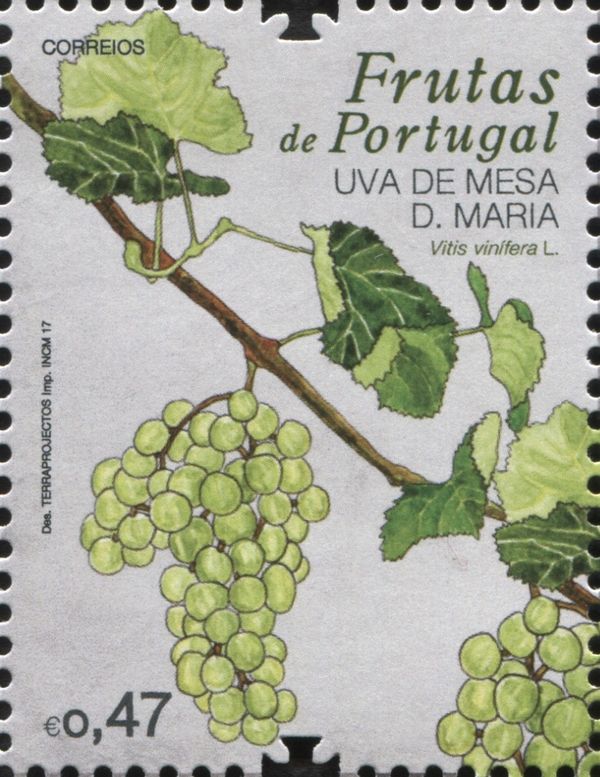 Dona Maria Grape (Vitis vinifera)