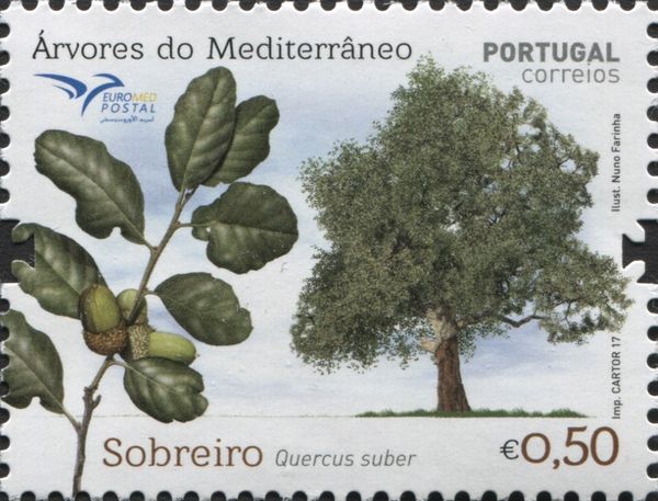 Cork oak (Quercus suber)