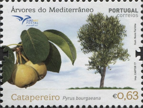 Iberian pear (Pyrus bourgaeana)
