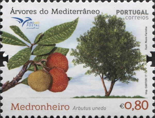 Strawberry tree (Arbutus unedo)