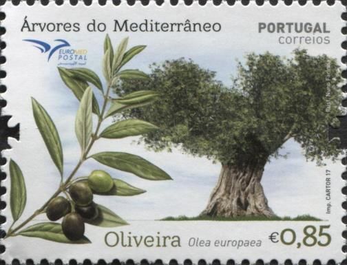 Olive tree (Olea europaea)