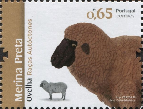Black Merino