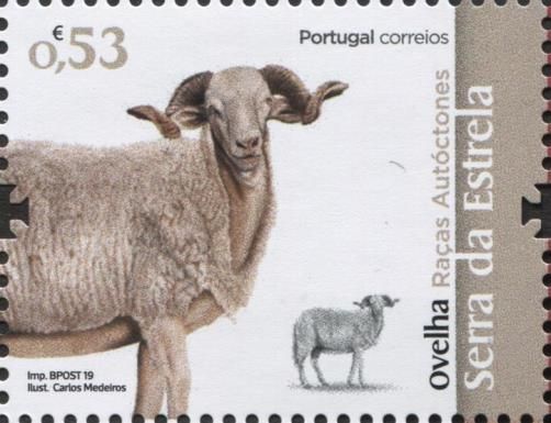 Serra da Estrela Sheep