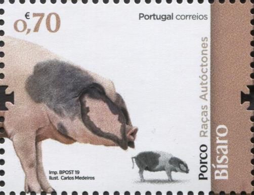 Bisaro Pig