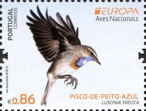 Bluethroat (Luscinia svecica)