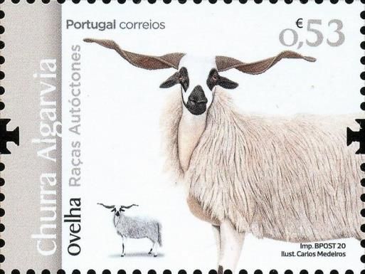 Algarve Churro Sheep