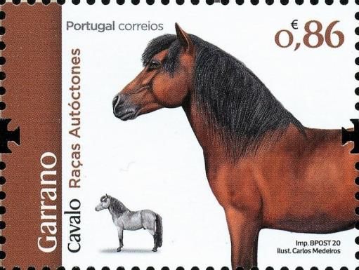 Garrano Horse