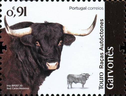 Garvones Cattle