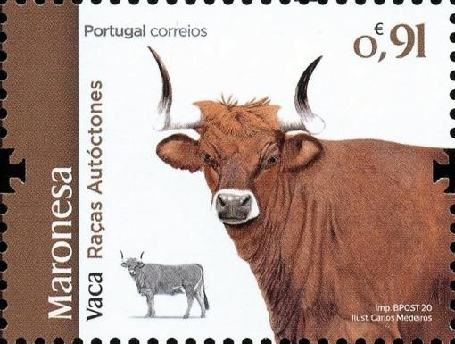 Maronesa Cattle