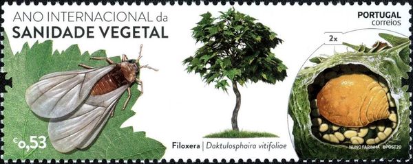 International Year of Plant Health