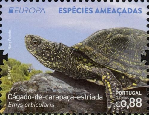 European Pond Turtle (Emys orbicularis)
