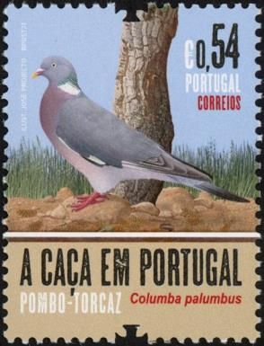 Common Wood Pigeon (Columba palumbus)